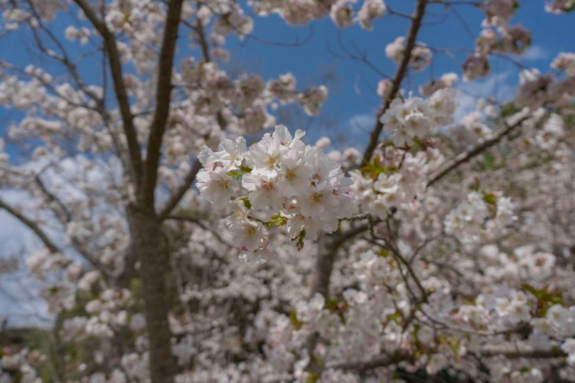 最後櫻花潮快跟上！ 台灣最高「福壽山農場」櫻花園，千棵櫻花綻放至4月